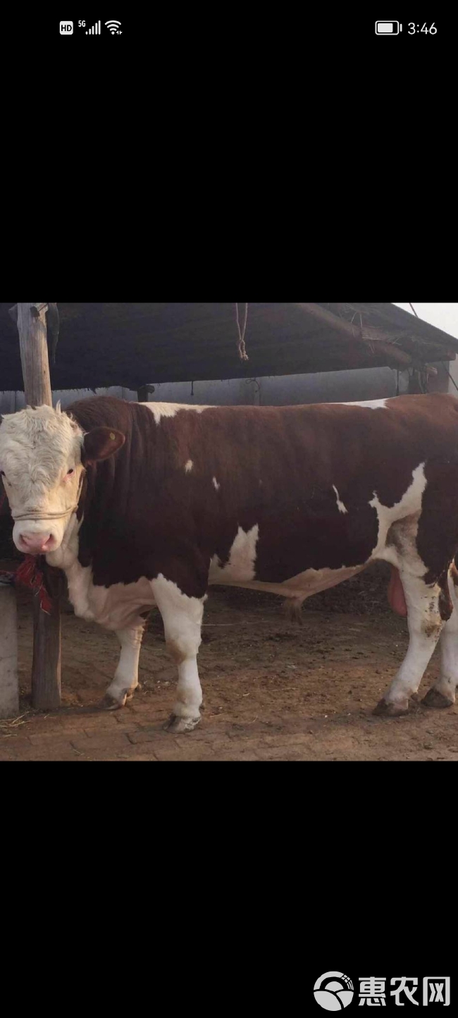 肉牛 ，西门塔尔母牛，怀胎保揣，600.-800斤