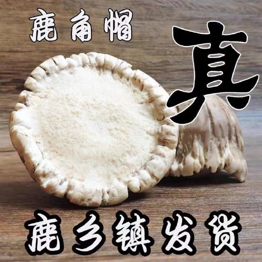 长春梅花鹿鹿角帽鹿托盘鹿角帽粉长白山鹿场鹿托盘粉鹿角粉