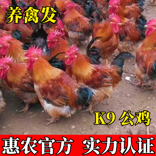 南宁K9鸡苗 K901鸡苗 大种肉鸡苗 K9麻黄鸡苗 包做好疫苗
