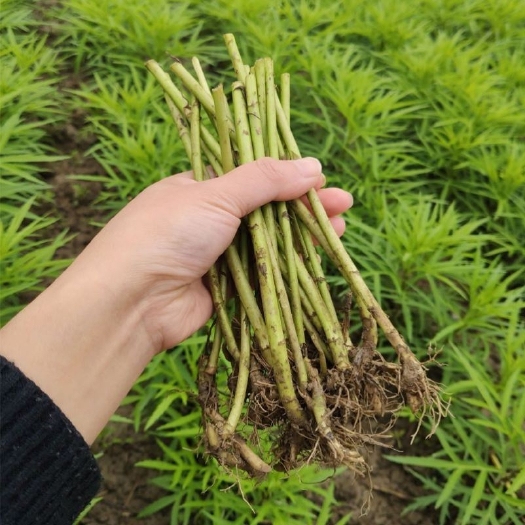 藜蒿苗芦蒿苗泥蒿根茎柳蒿苗多年生蔬菜新鲜苗根苗