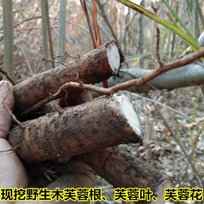 连州市新鲜现挖木芙蓉根500g醉酒芙蓉花 拒霜花 华木芙蓉叶中草药