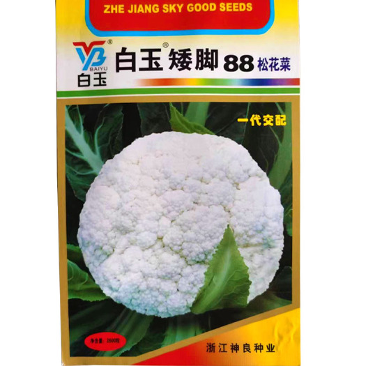 白面青梗松花菜种子白玉矮脚88天 65天 60天细米一代杂交