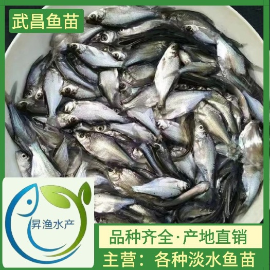 广州淡水武昌鱼苗鳊鱼苗三角鲂鱼苗团头鲂苗三角边鱼苗养殖