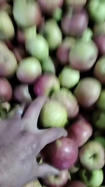 小果光苹果，口感好，