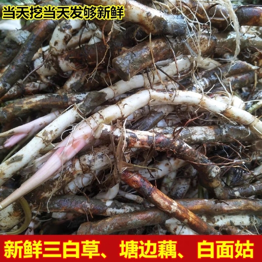 连州市新鲜三白草现挖塘边藕白面姑白舌骨三百草三白草中草药材500g