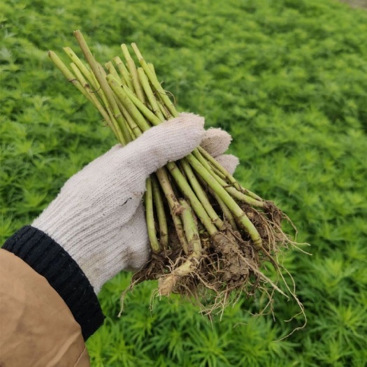 鄆城縣藜蒿苗蘆蒿苗泥蒿根莖柳蒿苗多年生蔬菜新鮮苗根苗