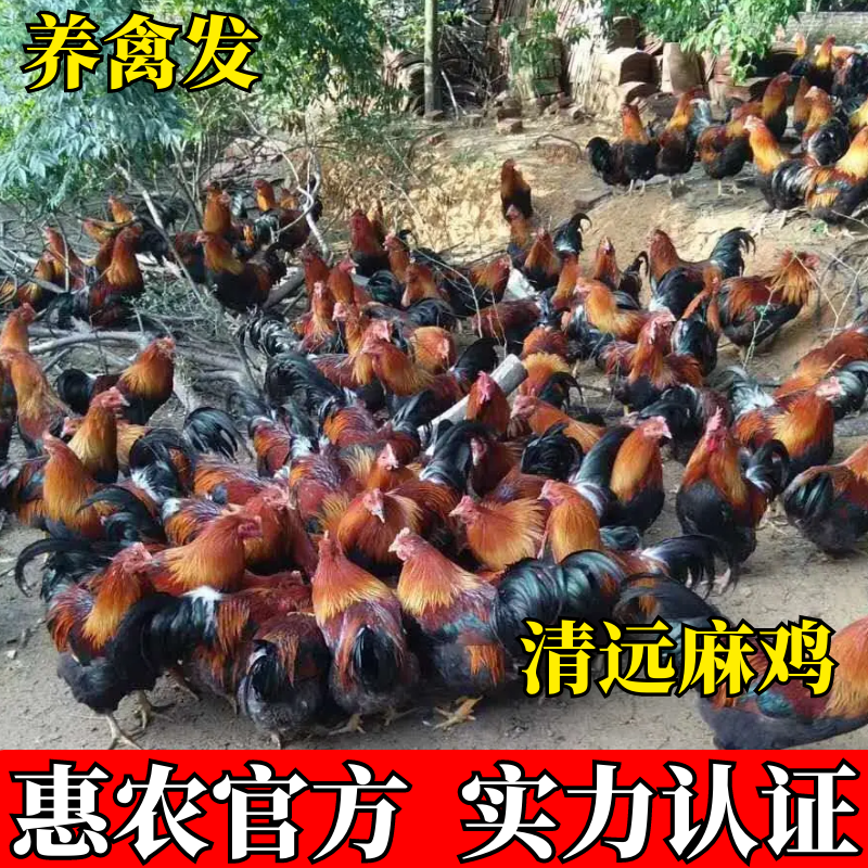 Զ鼦 Զ1.5 2ż  鼦