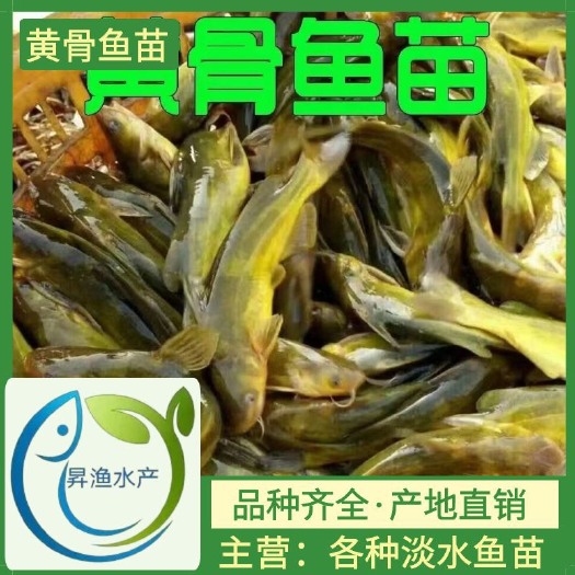 广州优质全雄黄颡鱼苗黄骨鱼苗黄丫头鱼苗黄辣丁鱼苗鱼池直发