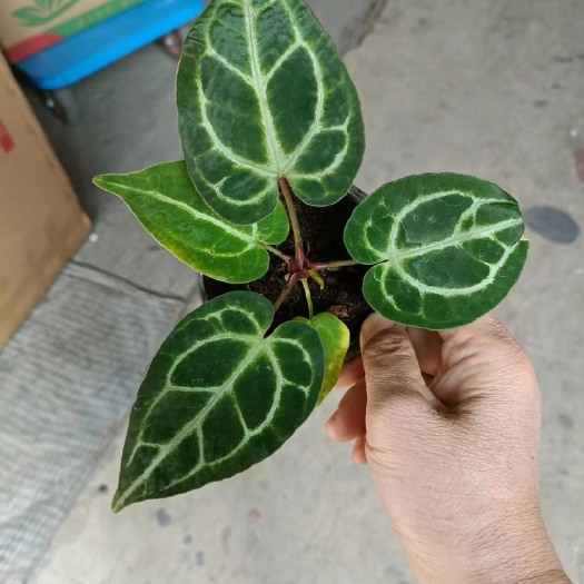 广州90合果芋 彩叶芋 华丽杂花烛，脉络清晰，45盆装