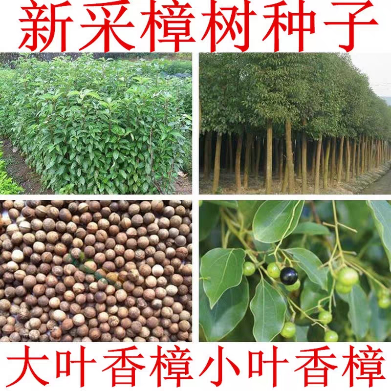 沭阳县新采香樟树种子优质香樟种子大叶小叶樟树种子道路绿化香樟树种籽