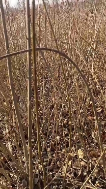 沭阳县基地直销连翘小苗工程苗连翘球