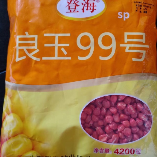 金乡县登海良玉99sp