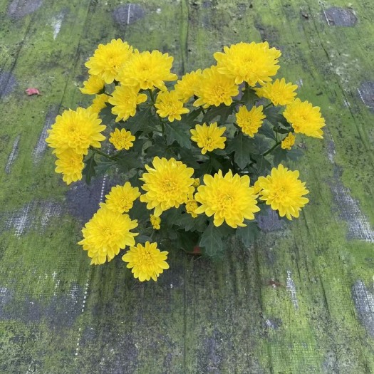 广州如意菊球菊黄白色