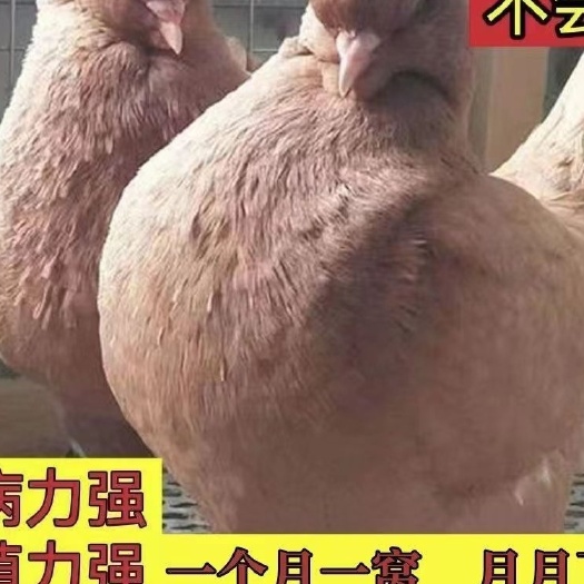 嘉祥县大体的元宝鸽，圆环鸽批发，红色元宝鸽养殖场，活体元宝鸽