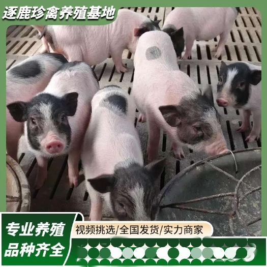 嘉祥县巴马香猪 幼崽 活物 小香猪 养殖成年 孕母猪 活体出售