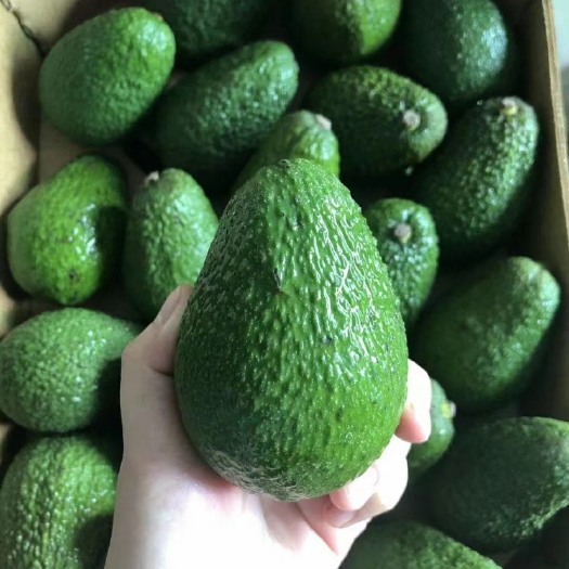 广州牛油果