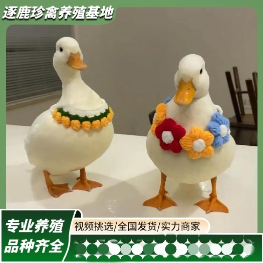 嘉祥县柯尔鸭活物幼崽小鸭子活科尔鸭宠物纯种网红小黄鸭观赏柯达鸭活体