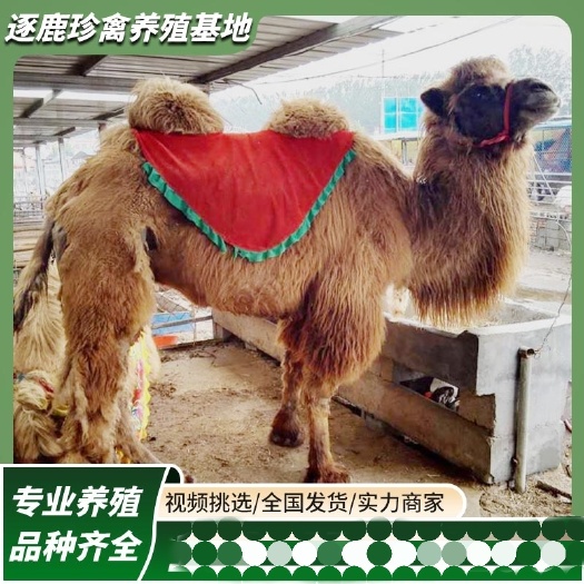 骆驼活物出售观赏萌宠小骆驼幼崽景区成年骑乘单双峰骆租赁