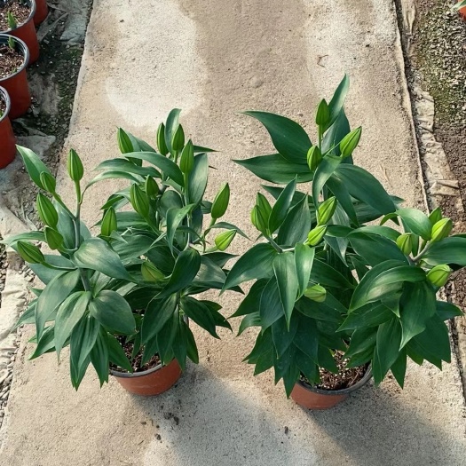 青州市香水百合