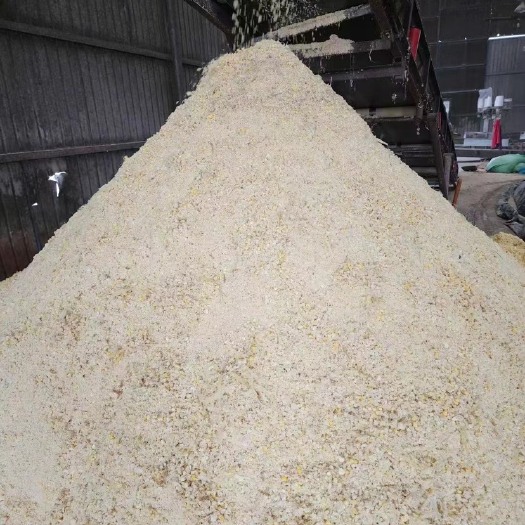 石家庄熟玉米 大量现货