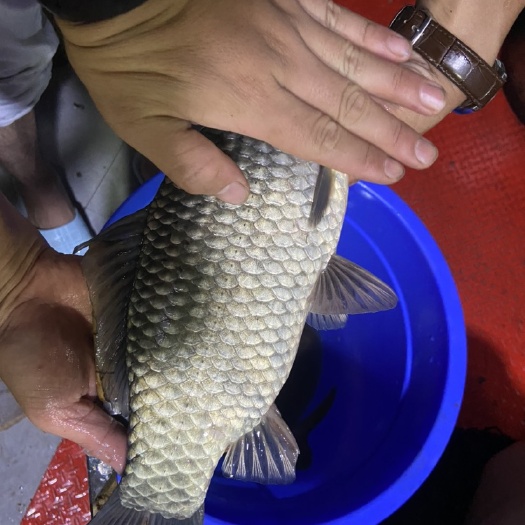 简阳市鲫鱼鱼苗中科五号
