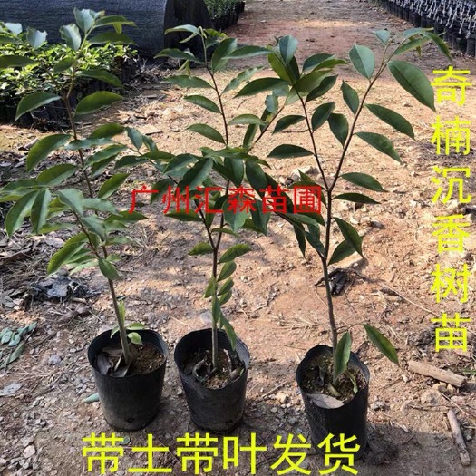 广州奇楠沉香树苗名贵绿奇楠香霸一代母树嫁接苗庭院绿化盆栽常绿