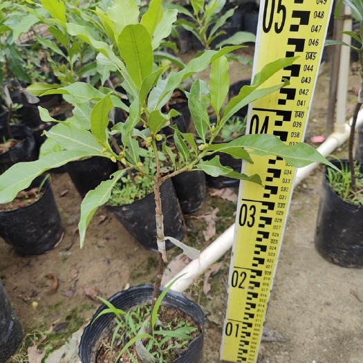 灵山县白金一号四季黄晶果树苗靠接苗宝石结果开花母树枝条靠接嫁接苗