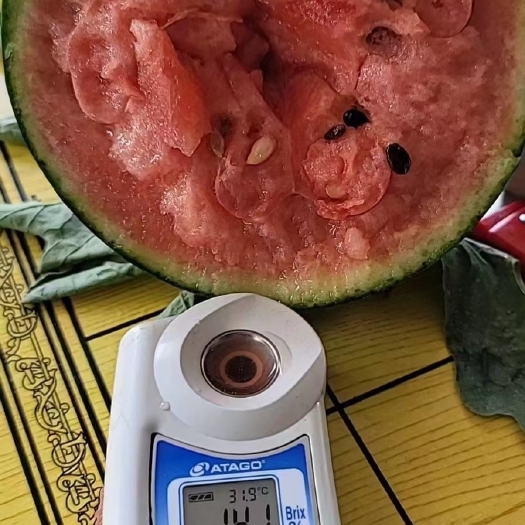甘肃手剥牛奶小西瓜