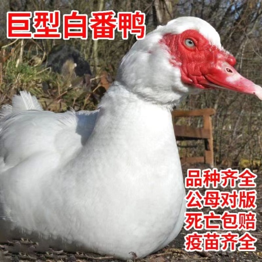毕节【贵州热卖】大种白番鸭苗，白番鸭苗，M18一点头鸭苗全国发货