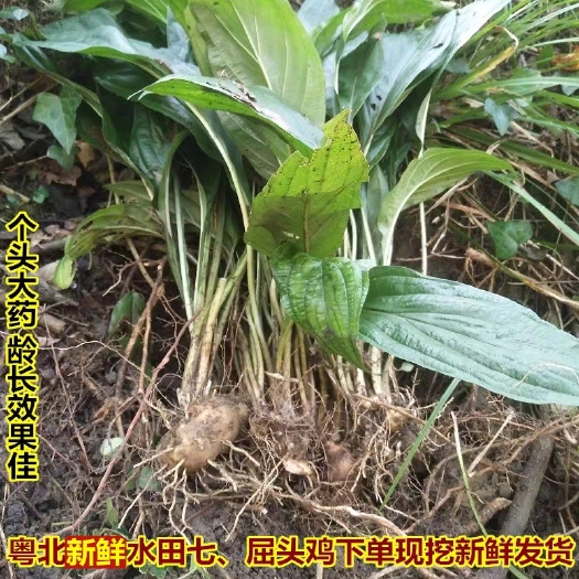粤北水田七新鲜屈头鸡现挖全草土三七水田七水虾公中草药500g