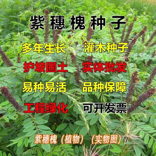 绛县紫穗槐苗，紫穗槐苗基地，山西紫穗槐苗价格，根系发达成活率好