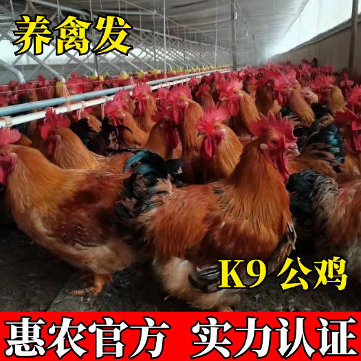南宁K9鸡苗 901快大型肉鸡苗 麻黄K9鸡苗 灰羽K9鸡