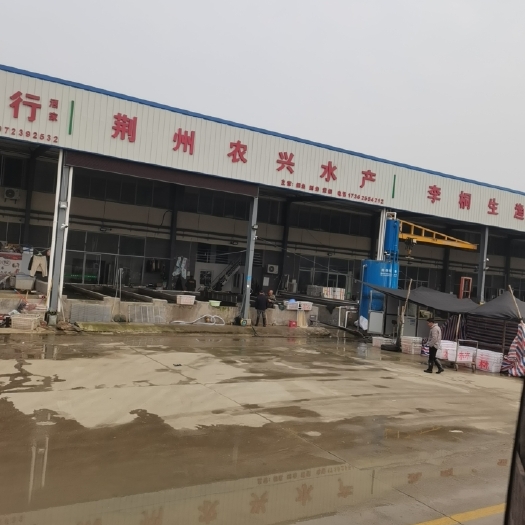 荆州鱼苗成鱼专业配送