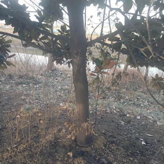 淮安广玉兰大量销售，粗细不一样，30公分