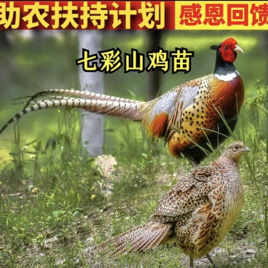 绥化实地认证 山鸡苗 ，七彩山鸡苗，包打疫苗包运输成活品质保障养