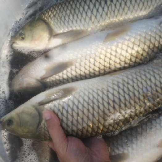 安乡县草鱼  5.5/5.8 两到三斤量大私聊
