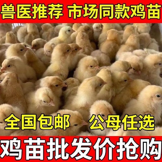 钦州三黄鸡清远麻鸡幼仔鸡活鸡批发小鸡活鸡仔大种土鸡五黑鸡肉鸡批发