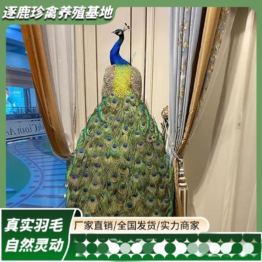 嘉祥县孔雀标本摆件纯手工真实羽毛