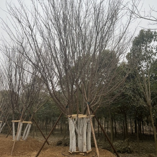 南召县丛生五角枫