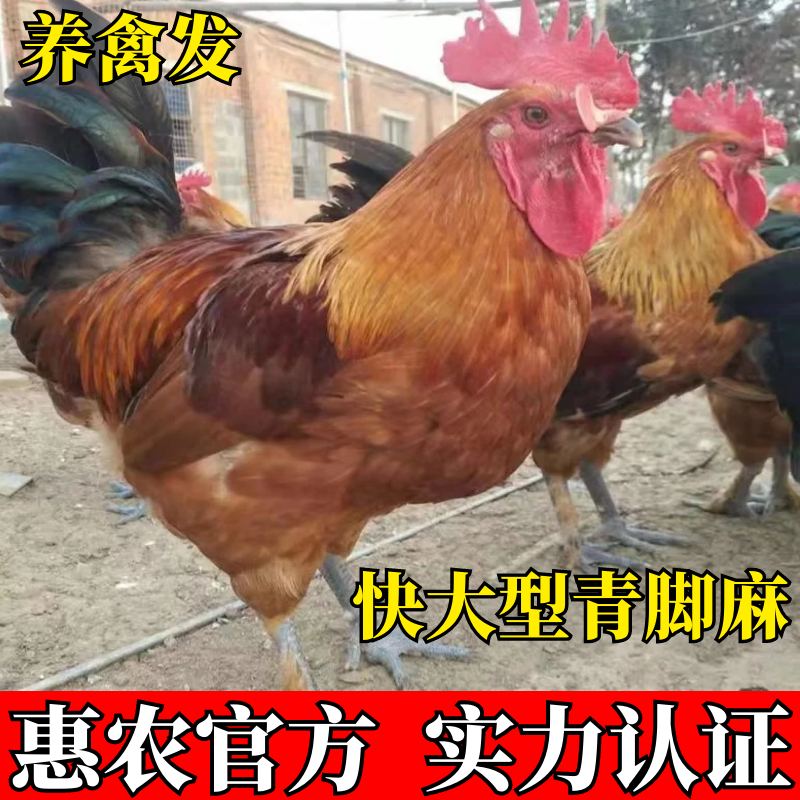 鼦 鼦 ⼦ ȫ ֱ