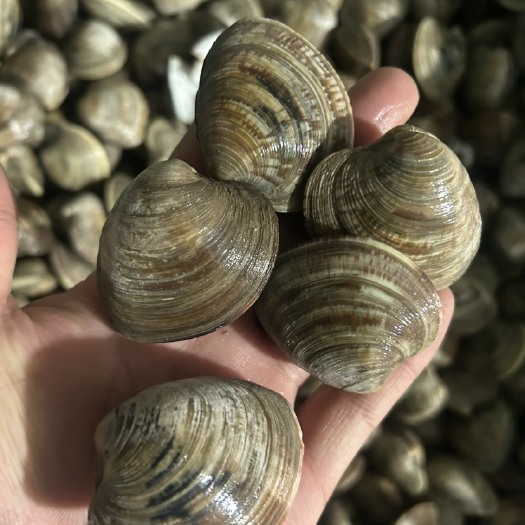 威海美贝，鲜活美贝，西施舌，大蛤蜊无沙蛤蜊