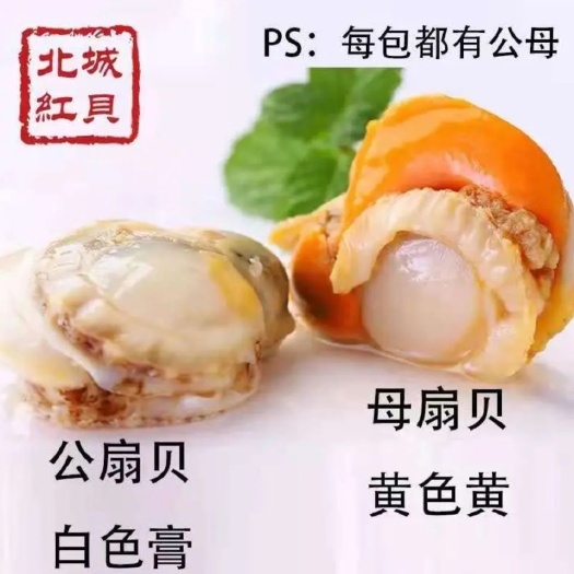连云港虾夷扇贝 长岛北城红贝2040无沙无冰衣扇贝肉现拨去壳扇贝肉