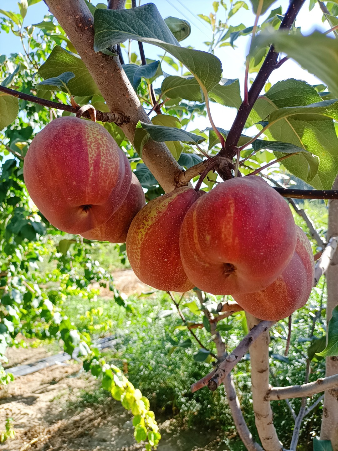 彩虹梨苗 2年嫁接苗【全國包郵走快遞空運】