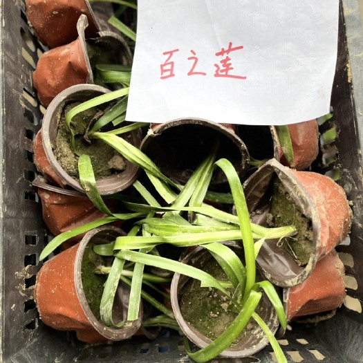常州百之莲