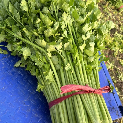 徐州芹菜