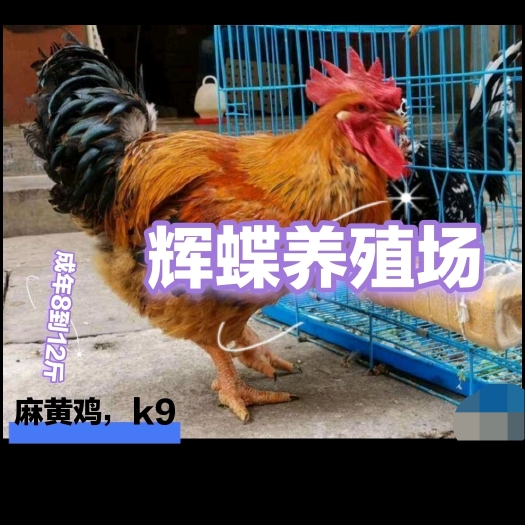 临泉县阜阳临泉鸡苗出售良凤花和k9