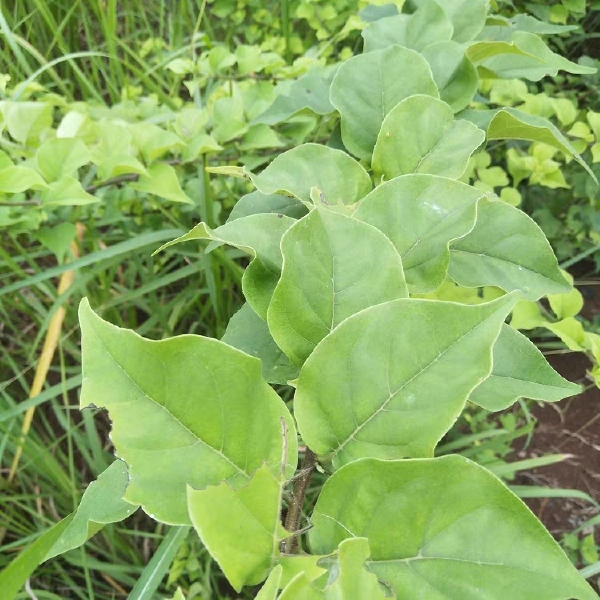 现挖穿破石新鲜九层皮剥壳黄蛇金腰带根山荔枝根柘刺根500g