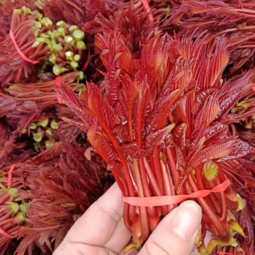 乐山香椿，红香椿，香椿芽