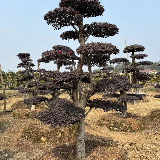 长沙红继木桩