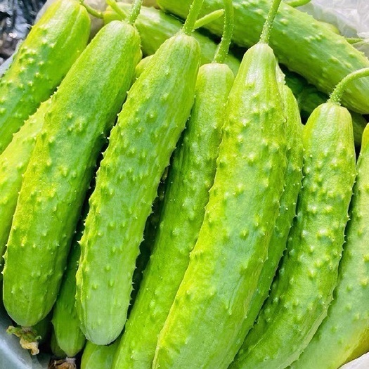 赣州小黄瓜